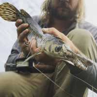 <p>A southern fisherman holds an Alligator Gar.</p>