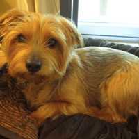 <p>A 11-year-old Yorkshire terrier named Clara went missing from a Stamford home on Sunday.</p>