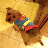 <p>A 11-year-old Yorkshire terrier named Clara went missing from a Stamford home on Sunday.</p>