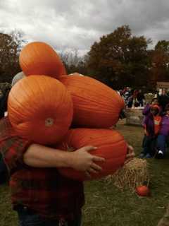 Halloween Lovers Carve Out Some Time To Pick Pumpkins In Shelton