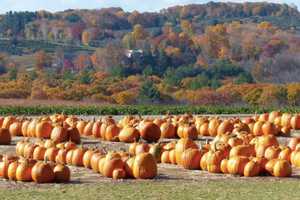 Paramus Pumpkin Hunt Coming To Petruska Park