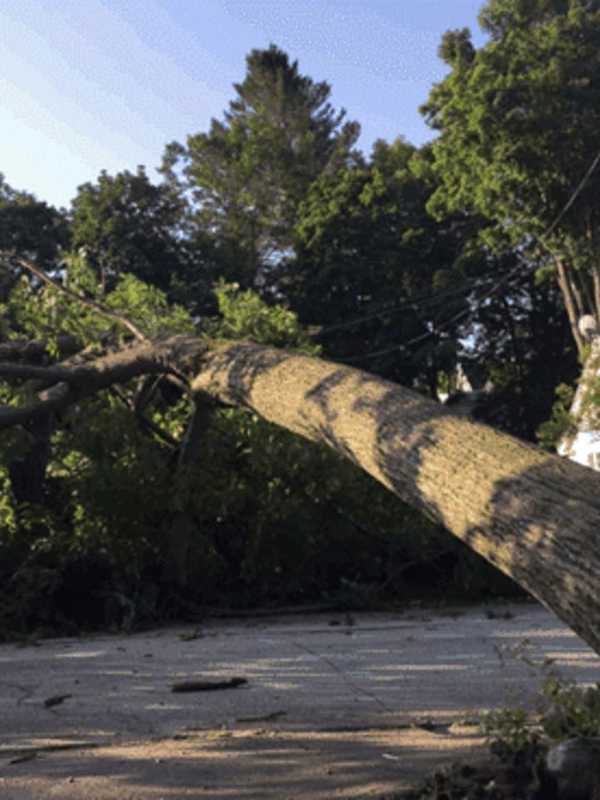 Eversource Works To Cut Impact of Drought-Stressed Trees on Electric System