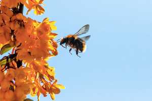 Pace Panel Discusses The Buzz Surrounding Area Pollinators