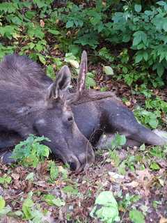 Vehicle That Hit Moose In Cortlandt Has Not Been Located