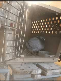 Racing Pigeon Lands In Fairfield Chicken Pen After Wrong-Way Flight