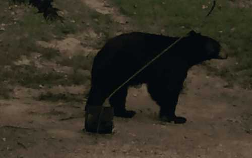 Two New Black Bear Sightings Reported In Northern Westchester ...