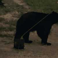 <p>A black bear is spotted in Robert Lang&#x27;s yard in Bedford Corners.</p>