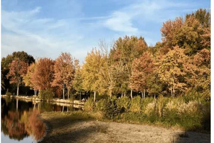Time To Start Raking, Westport Leaf Collection To Begin In November