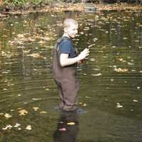 <p>James Dauber, 12, wades into the Pequonnock River at Beardsley Park to capture a trout release on video.</p>