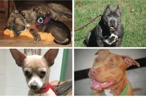 Westport Realtor Teams With Rescue Groups To Promote Dog Adoption