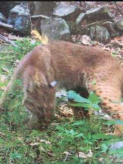 On The Prowl: Bobcat Sighting In Clarkstown