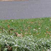 <p>The first snow of the season begins to blanket Danbury on Thursday morning.</p>