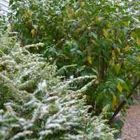 <p>The first snow of the season begins to blanket Danbury on Thursday morning.</p>