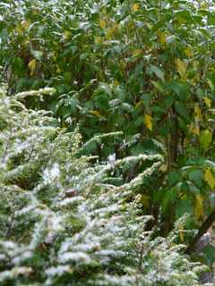 First Snow Of Season Begins To Fall In Danbury