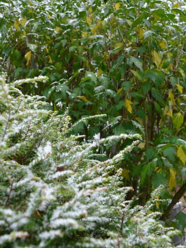 First Snow Of Season Begins To Fall In Easton, Redding