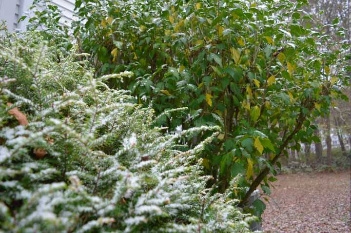 The first snow of the season begins to blanket Danbury on Thursday morning.