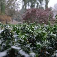 <p>The first snow of the season begins to blanket Danbury on Thursday morning.</p>