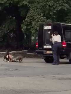 Pet Police: Ramapo PD Round Up Puppies In Hillcrest