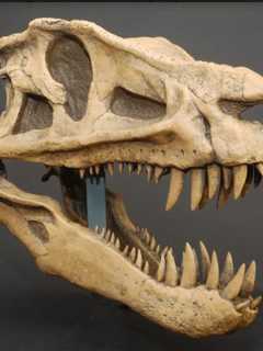 Dinosaur Exhibit Invades Greenwich's Bruce Museum