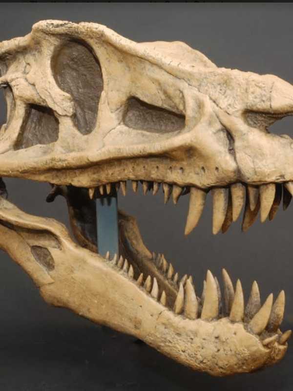 Dinosaur Exhibit Invades Greenwich's Bruce Museum