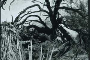 Notable Photographer Captures Beauty In Nature In Greenwich Exhibit
