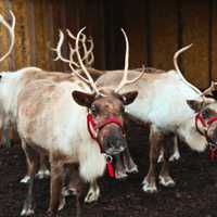 <p>Santa and his live reindeer will be back in town for the eighth annual Greenwich Reindeer Festival &amp; Santa’s Village, Nov. 25-Dec. 24, at its new home, Sam Bridge Nursery &amp; Greenhouses.</p>