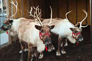 Bring On Winter With A Blast At Greenwich Reindeer Festival