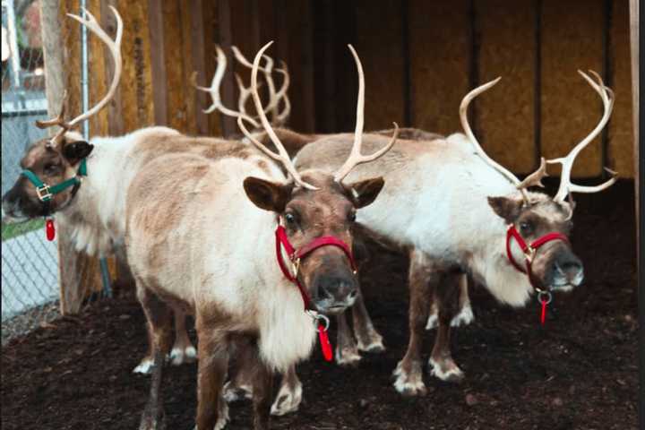 Bring On Winter With A Blast At Greenwich Reindeer Festival