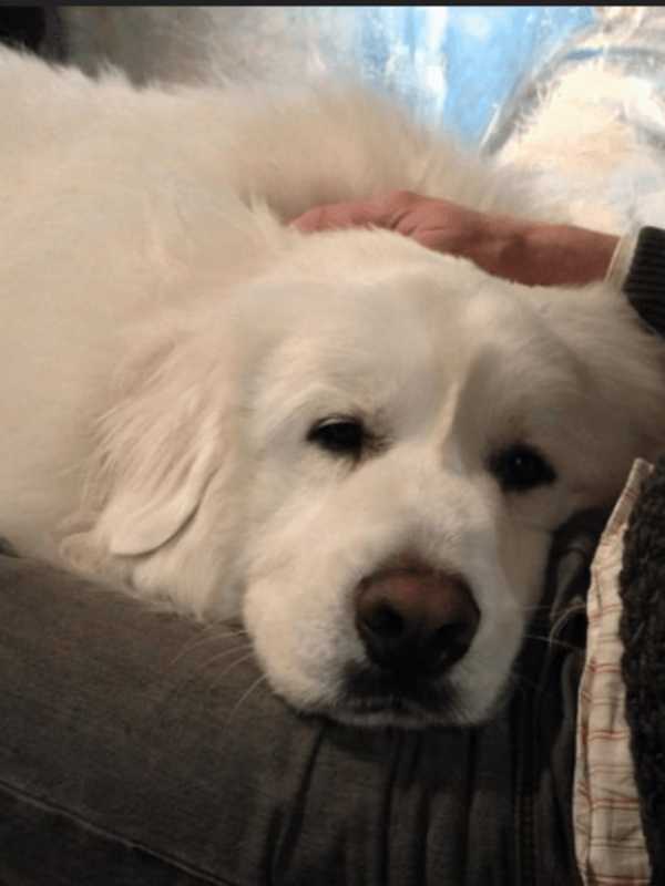 Northern Westchester Agency Accused Of Putting Sick Animals Up For Adoption