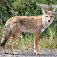 <p>A coyote was spotted in South Salem.</p>