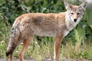 Brand-New Coyote Sighting In Westchester: Find Out When, Where