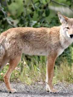 Learn About Coyotes At New Castle Forum