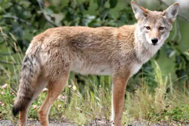 'Large Coyote' Spotted In Lewisboro: Find Out When, Where