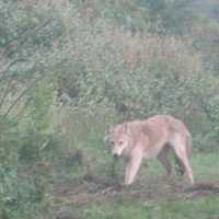 <p>Coyotes are a common sight in the Hudson Valley.</p>