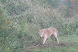 Coyote Shot, Killed In Ossining Had Rabies, Police Say