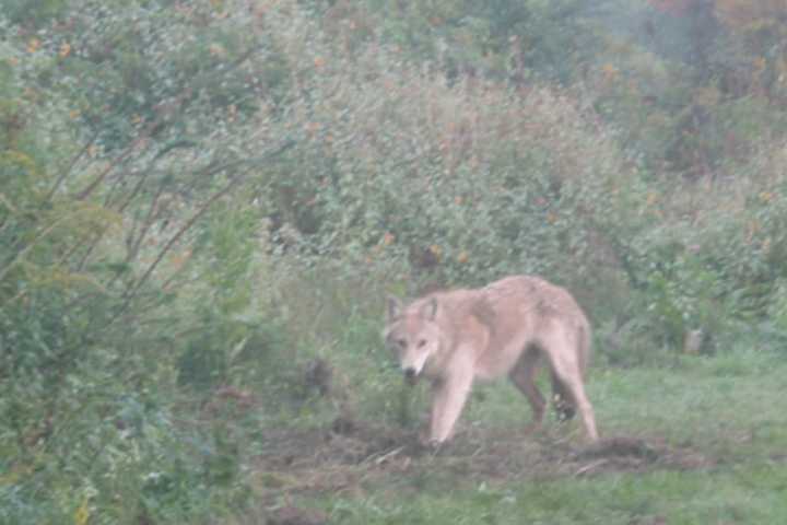 Coyote Shot, Killed In Ossining Had Rabies, Police Say