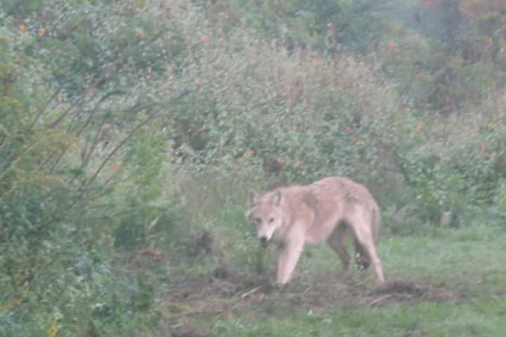 Police Issue Alert After Coyote Sighting In Westchester