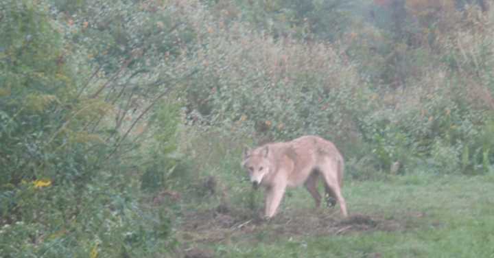 Coyotes are a common sight in the Hudson Valley. One of the wild dogs attacked several people in Ossining and had to be put down by police Wednesday. The female coyote was found to be rabid.