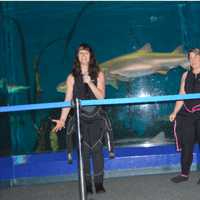 <p>Volunteer divers educate people about sharks in the program.</p>