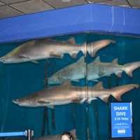 <p>A variety of sharks and other fish swim in Maritime Aquarium&#x27;s 110,000-gallon tank</p>