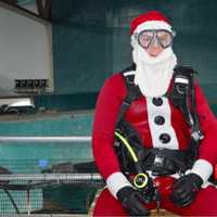 <p>David Schafran is the Santa volunteer diver at Maritime Aquarium&#x27;s Shark Diving Santa program in Norwalk.</p>