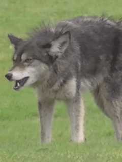 Westchester Coyote Run-Ins Increase Interest In 'Wild Dogs'