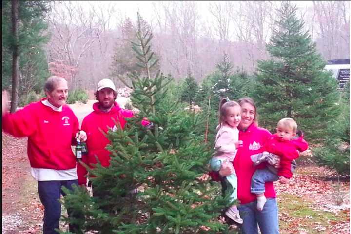 No Fake Firs: Easton's Cut-Your-Own Christmas Tree Farm Sells The Real Deal