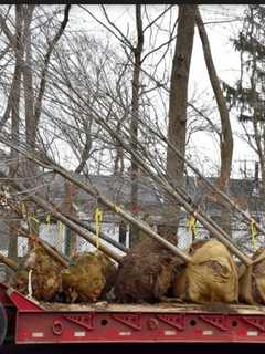 Darien To Go Even More Green With 30 New Plantings By Tree Conservancy