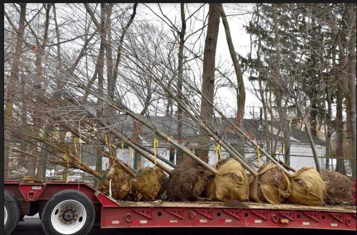 Tree Conservancy of Darien coordinated the delivery of 30 trees donated by Planters Choice Nursery for planting in town.