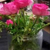 <p>A bouquet of tulips at Flowers By Whisconier in Brookfield</p>