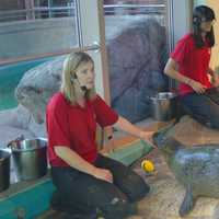 <p>Ellen Riker and Azzara Oston,  trainers at the Maritime Aquarium at Norwalk, work with the harbor seals. About 40 people watched Orange the seal “choose” the winning Super Bowl team on Wednesday afternoon.</p>