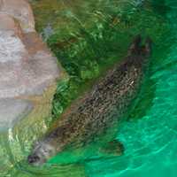 <p>One of the seals at the Maritime Aquarium at Norwalk</p>