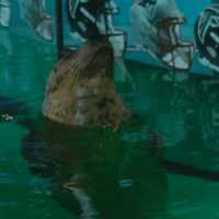 <p>It&#x27;s the New England Patriots by a nose as Orange the harbor seal last week predicts the winning team in the 2017 Super Bowl.</p>