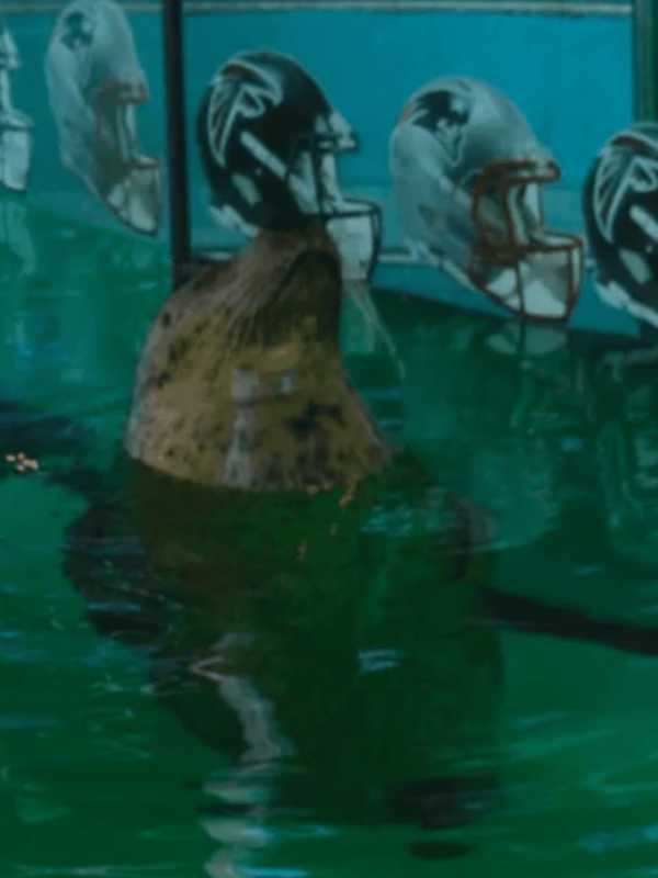 Patriots Victory Breaks Streak For Seal At Norwalk's Maritime Aquarium